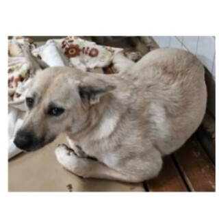 処分対象❗️収容期限9/20❗️延長なし