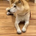 柴犬の女の子。4歳の可愛いこ