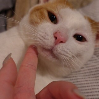 単身者OK●幸せのかぎしっぽ**ベタ慣れにゃんこ