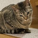 可愛いキジトラ男の子　おまめ
