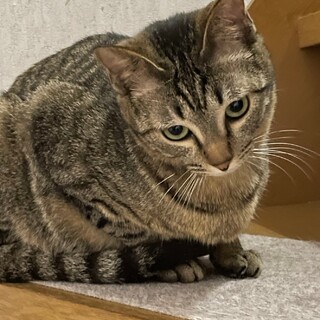 可愛いキジトラ男の子　おまめ