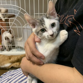 9/15譲渡会参加超甘えん坊のサバ白の男の子