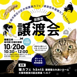 ねこカフェin小さな譲渡会