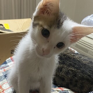 雑種 2ヶ月 オス　白黒