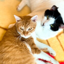 【千葉県船橋市】保護猫の譲渡会開催のお知らせ サムネイル3