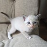 生後1ヶ月のかわいい「れんくん」 サムネイル3