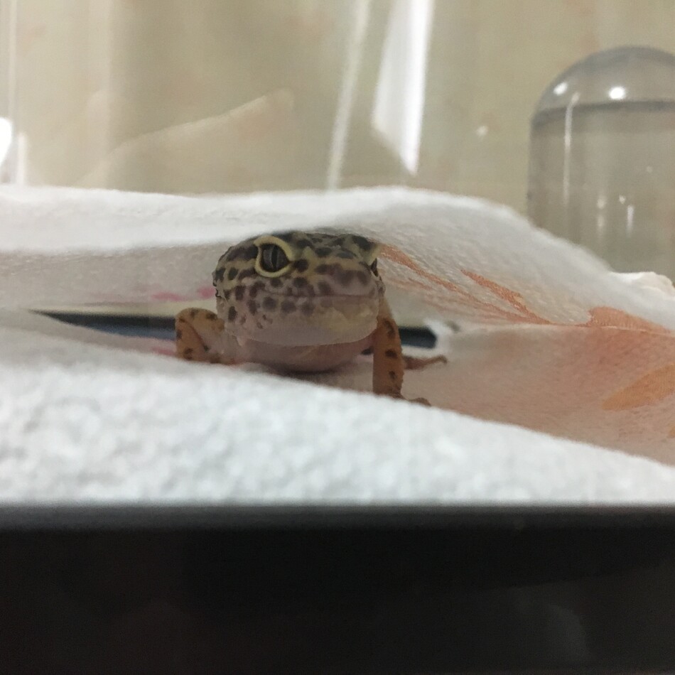 ねぎまのカバー写真