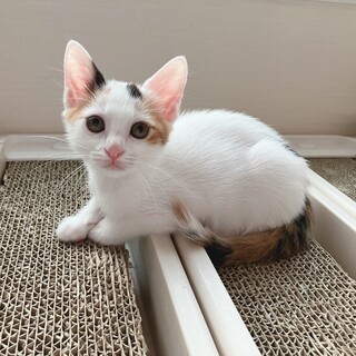 【10/20譲渡会】仲良しオセロ＆チェス