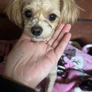 ポメラニアン×プードル