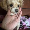 ポメラニアン×プードル サムネイル2