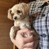 ポメラニアン×プードル サムネイル4