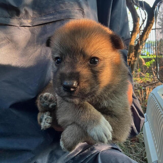 生後2か月未満　中型犬仔犬女の子