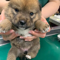 生後2か月中型犬仔犬　男の子