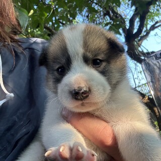 生後2か月中型犬仔犬　女の子