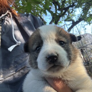 生後2か月中型犬仔犬男の子