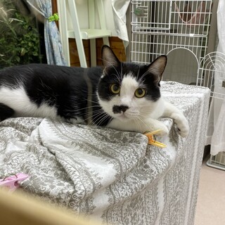 やんちゃBOY！♡白黒『あきら』