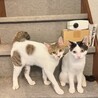 とっても仲良しな兄弟子猫 サムネイル3