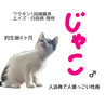 とっても仲良しな兄弟子猫 サムネイル4