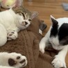 とっても仲良しな兄弟子猫 サムネイル6