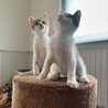 保護猫の兄弟じゃこほっけ さん