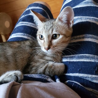 元気な５兄妹の♀6ヶ月仔猫ちゃん