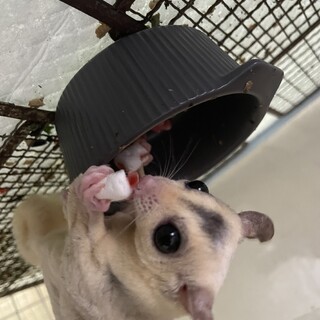 可愛がってくれる方