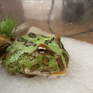 可愛がってくれる方