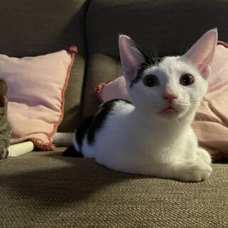 小さな体で最後までたった1匹で頑張ってた白黒ちゃん