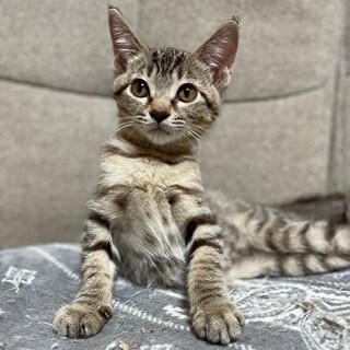 レアカラーのキジトラロゼちゃん♪