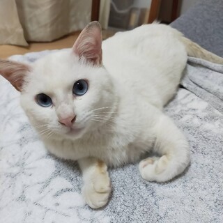 目がとてもきれいなブルーです