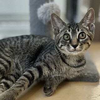 ゴロゴロが止まらない！甘えん坊女子ふうちゃん♡