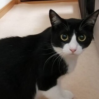 ハチワレの女の子美美ちゃん