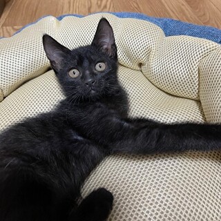 べた甘まであと一歩の黒猫あのちゃん！