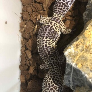 レオパードゲッコー　ヒョウモントカゲ　黒
