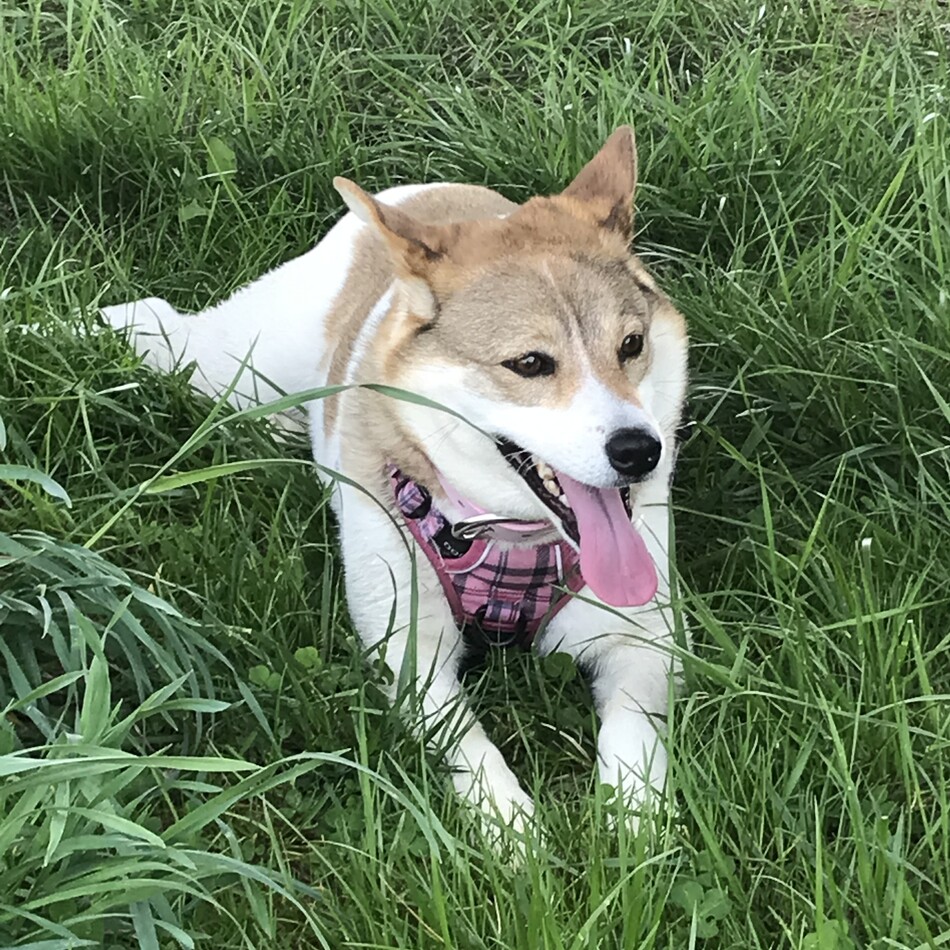 belleのカバー写真