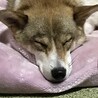の写真