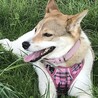 の写真