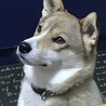 の写真