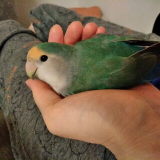 コザクラインコの女の子