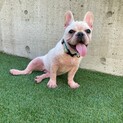 お見合い予定　皮膚の治療がんばってます、絹ちゃん