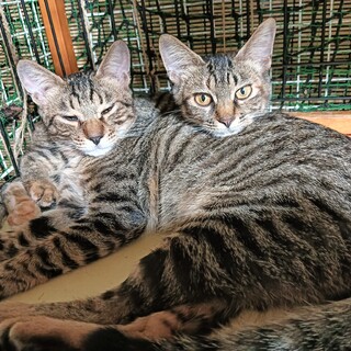 ヤマネコ風三兄妹女の子　一匹飼いも可。抱っこOK