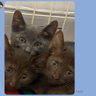 チョコレートとロシアンブルー