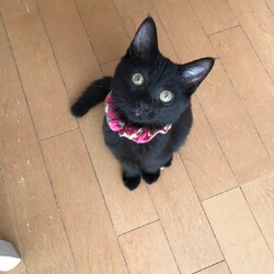 9月15日（日）島忠ホームズ所沢店譲渡会！ サムネイル2