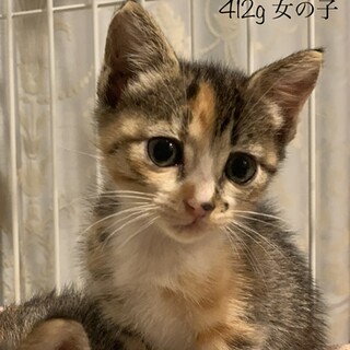 おてんばなキジ三毛ちゃん