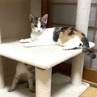 4カ月✨とっても美人なミケ猫のみーこちゃんです❣️