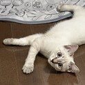 ゆき→くるみ