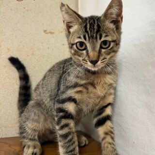 【兄弟】キジトラ①