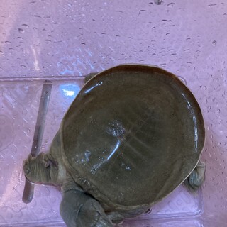 スッポンの里親さん募集