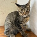 【兄弟】去勢済みのキジトラ