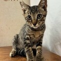 【兄弟】去勢済みのキジトラ